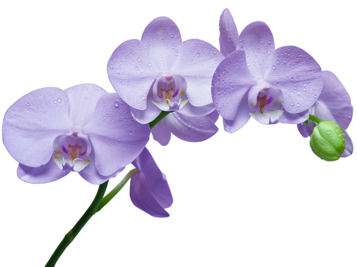 Fototapeten Ein Zweig eines hellen lila Orchidee