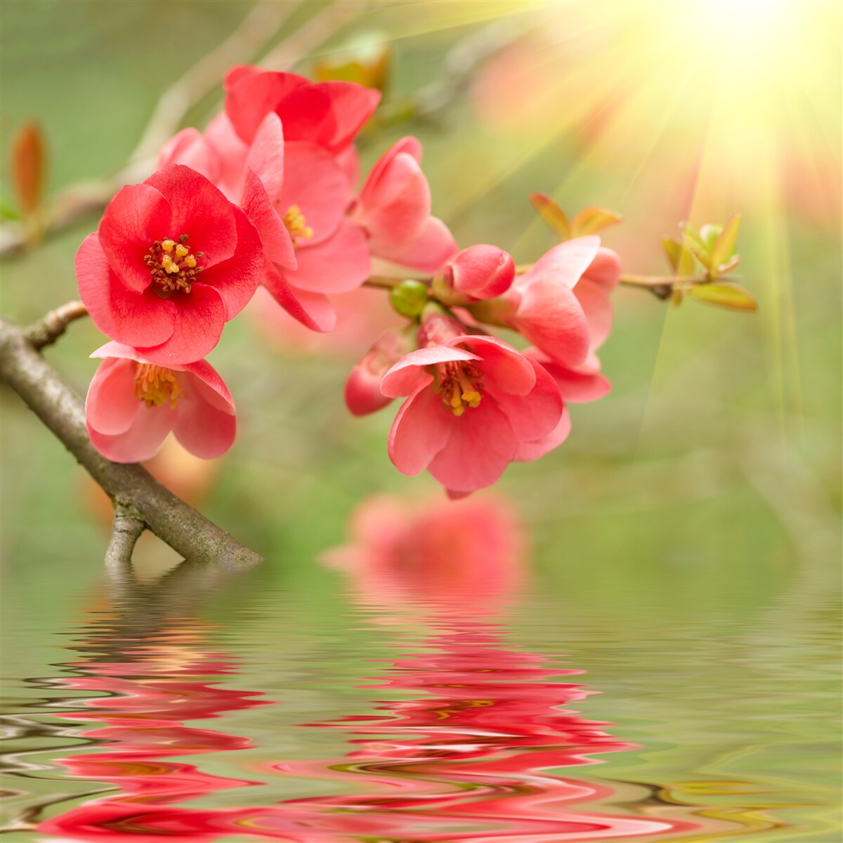 Fototapeten Sakuras scharlachrote Blumen sind stolz auf das Wasser an einem fröhlichen Tag