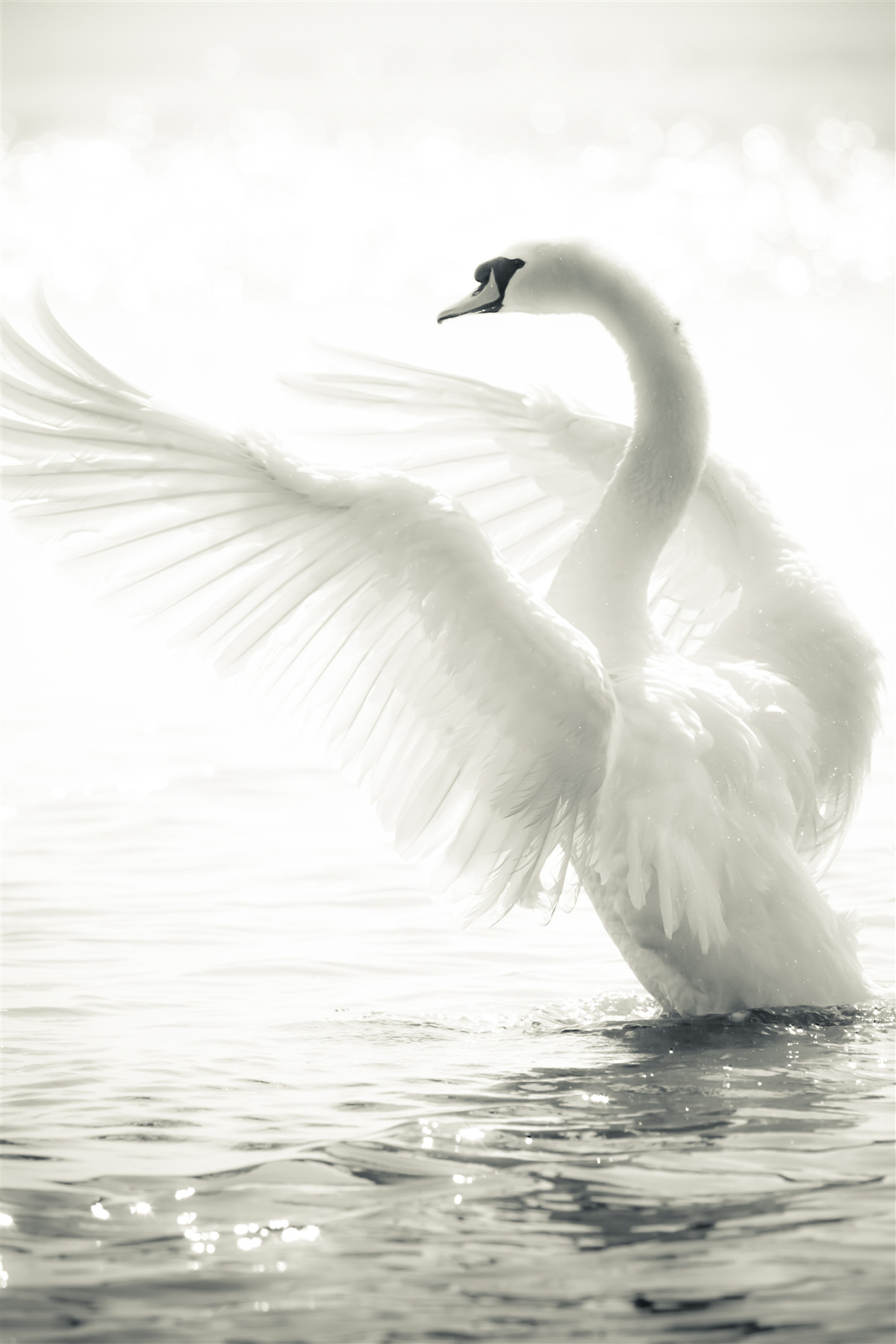 Fototapeten Der weiße Schwan fällt ins Wasser