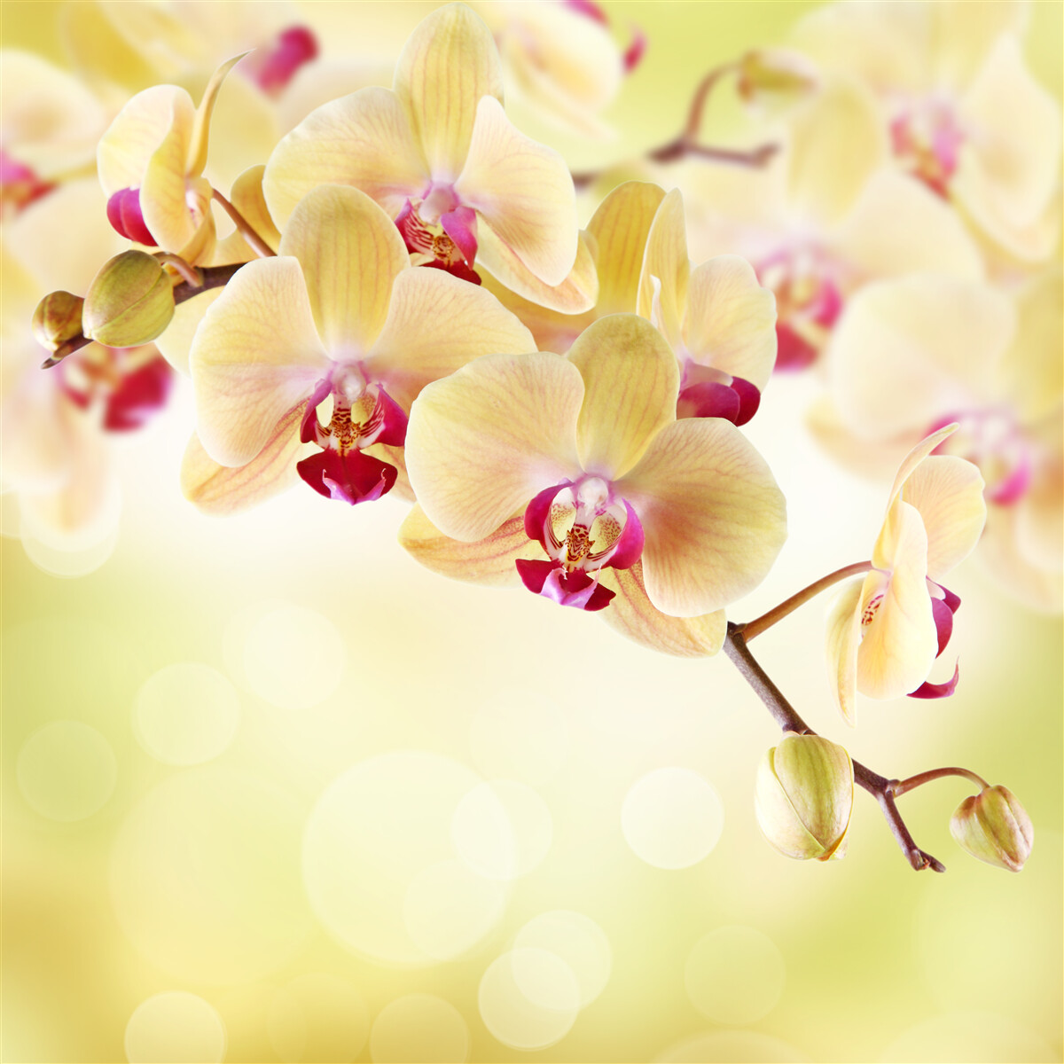 Fototapeten Weiche Creme Orchidee mit anmutigen Knospen