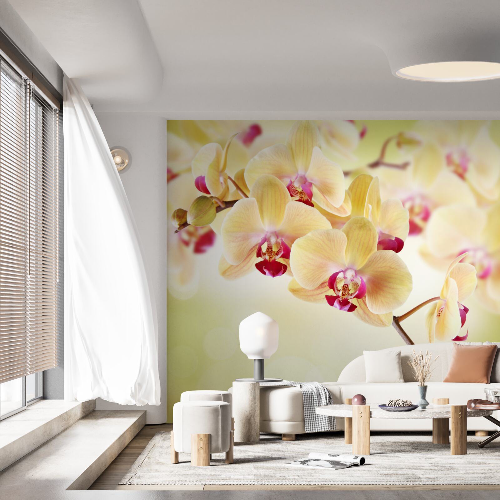 Fototapeten Weiche Creme Orchidee mit anmutigen Knospen