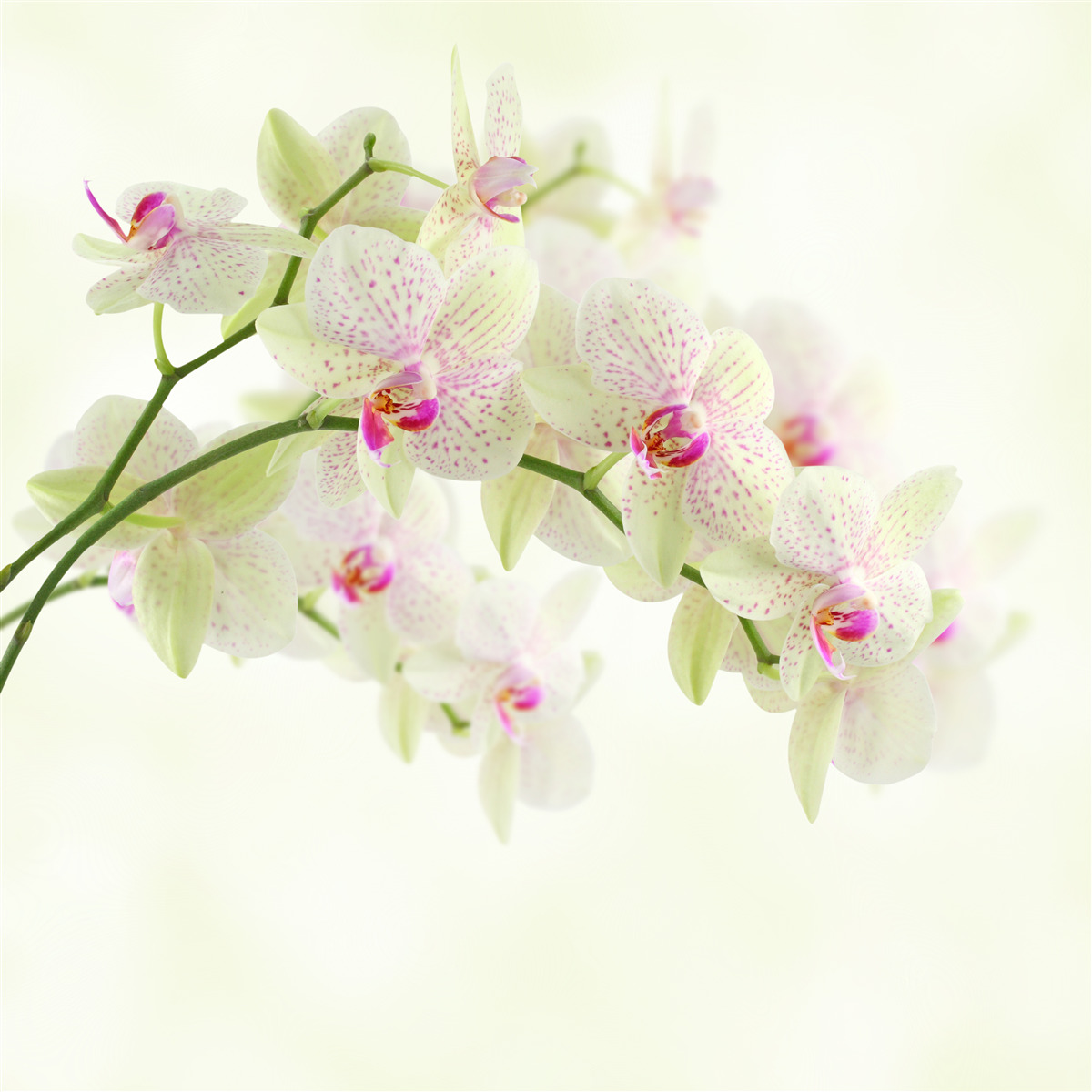 Fototapeten Extrem üppige Zweige mit Orchideenknospen
