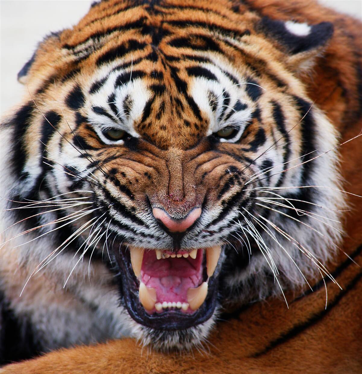Fototapeten Ein wütender erwachsener Tiger gibt einen Brüllen