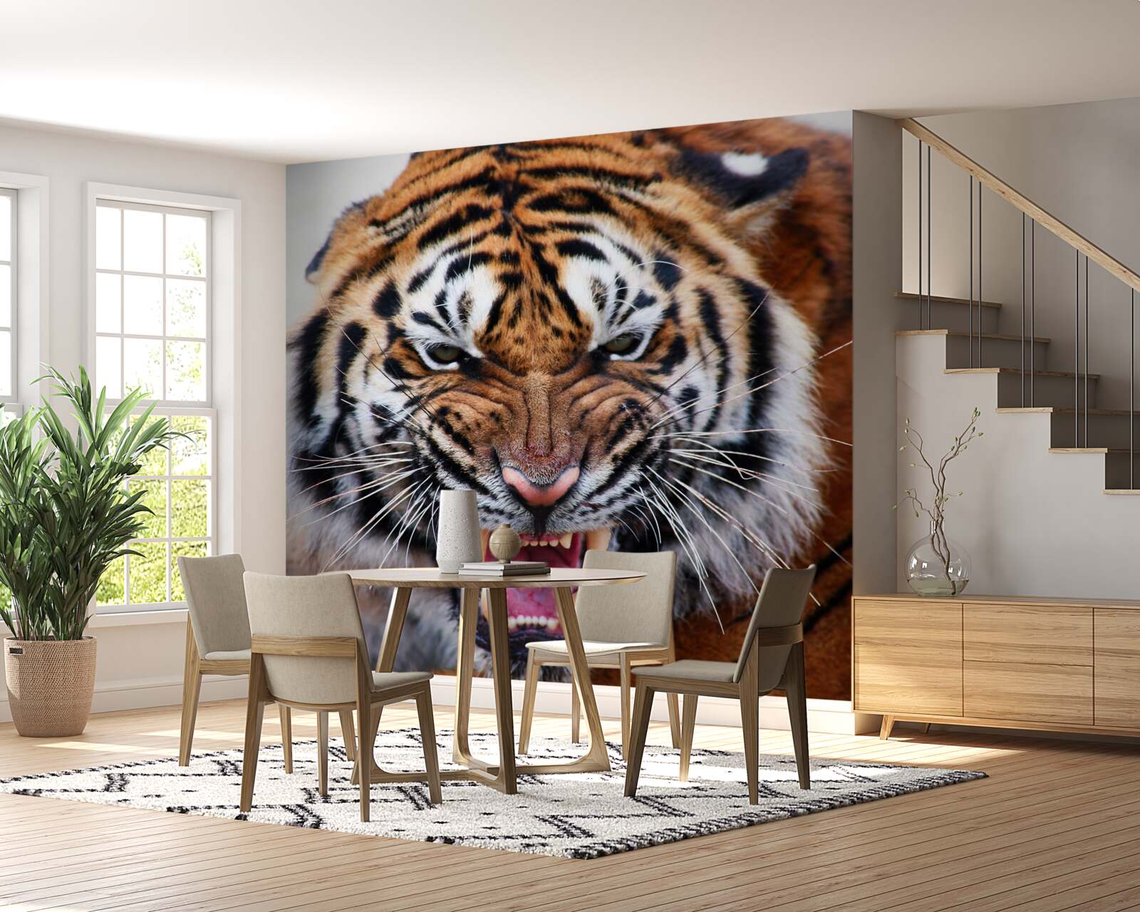 Fototapeten Ein wütender erwachsener Tiger gibt einen Brüllen