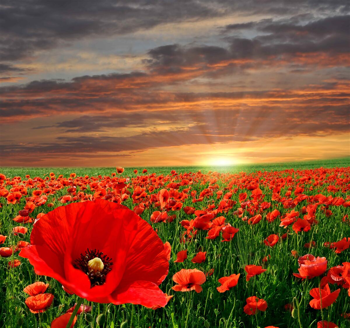 Fototapeten Der Sonnenuntergang verschwindet gegen das Feld der roten Mohnblumen