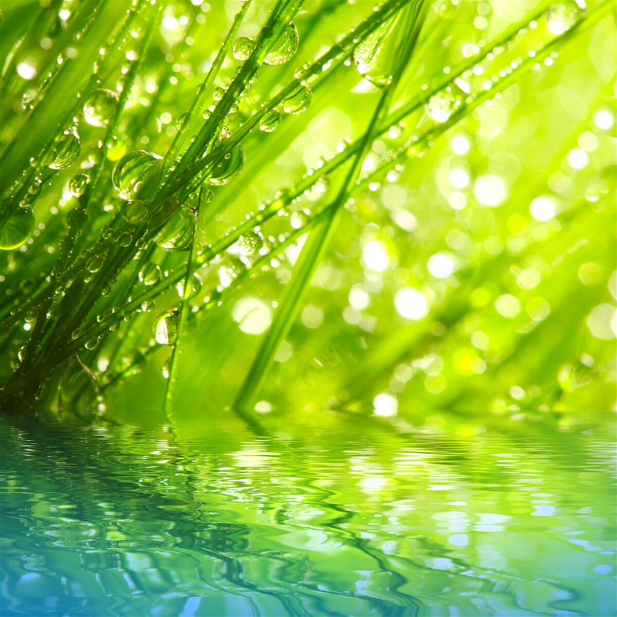 Fototapeten Große Tumtropfen auf Zweigen in der Nähe des Wassers