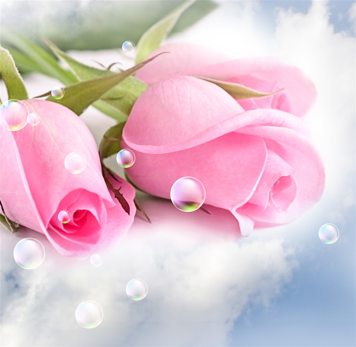 Fototapeten Rosa Rosen mit Tau -Tropfen auf einem Seidenhintergrund