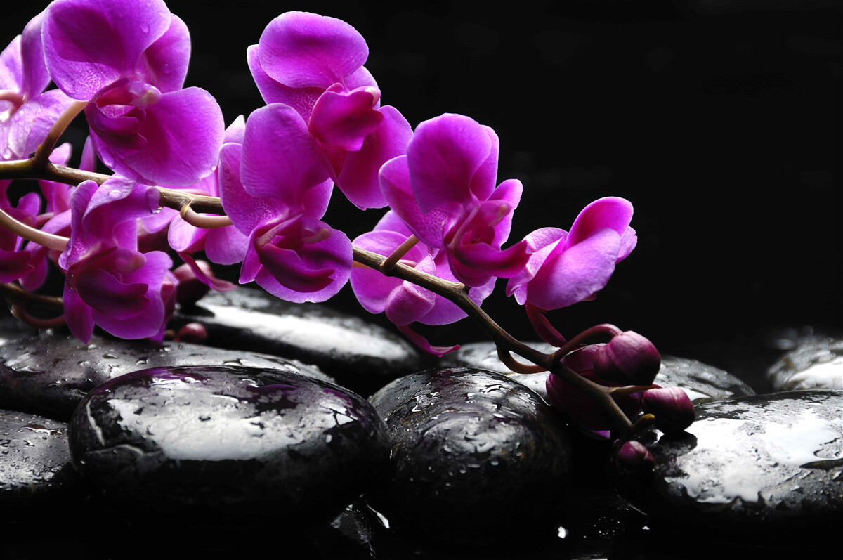 Fototapeten Schwarzer Stein mit einem lila Orchideenzweig