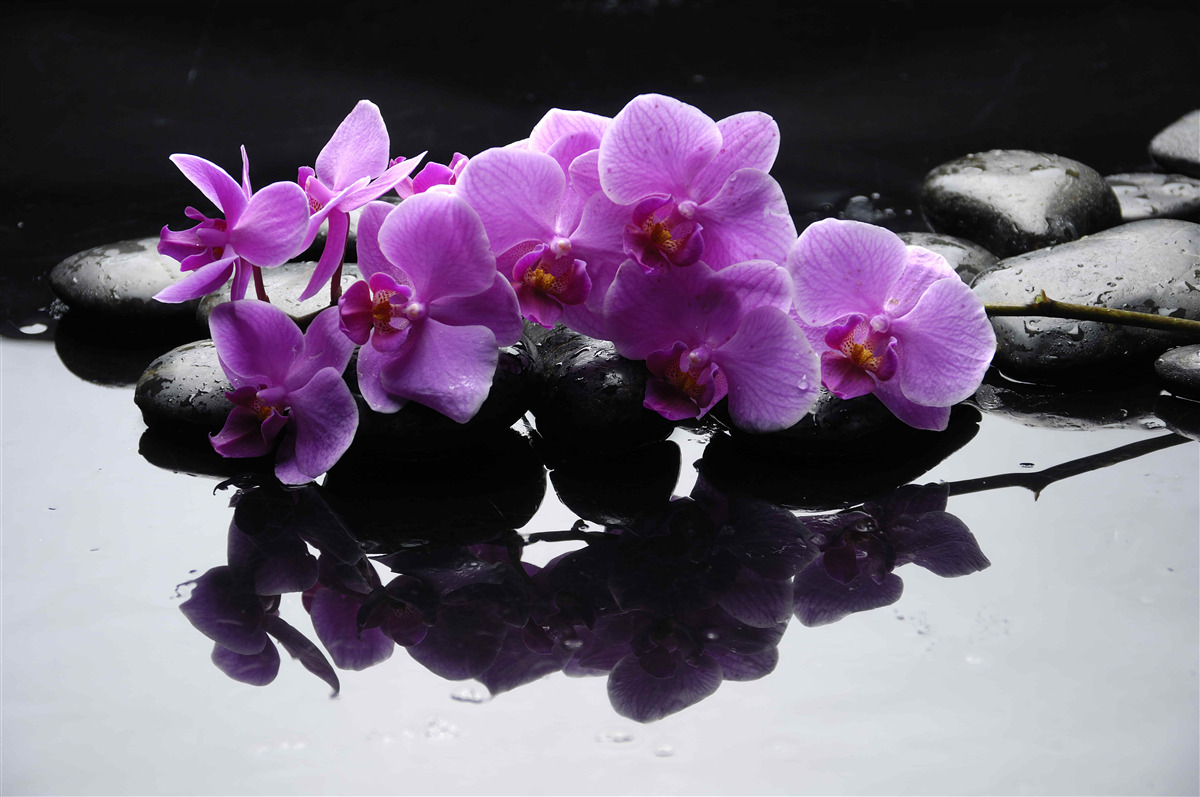 Fototapeten Lila Orchidee auf einem Stein in der Nähe von Wasser