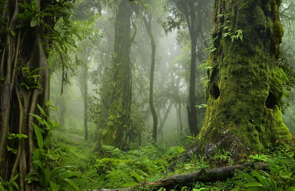 Fototapeten Starke Niederschläge in einem alten Wald