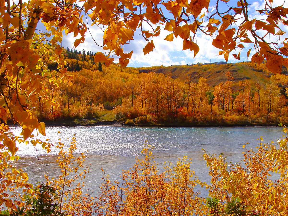 Fototapeten Goldener Herbst in einem dichten Wald in der Nähe des Flusses