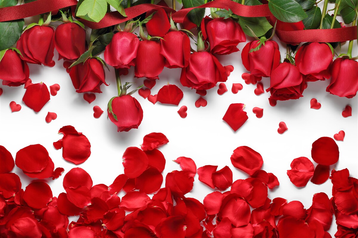Fototapeten Die Flocken fallen aus den roten Grauen Rosen