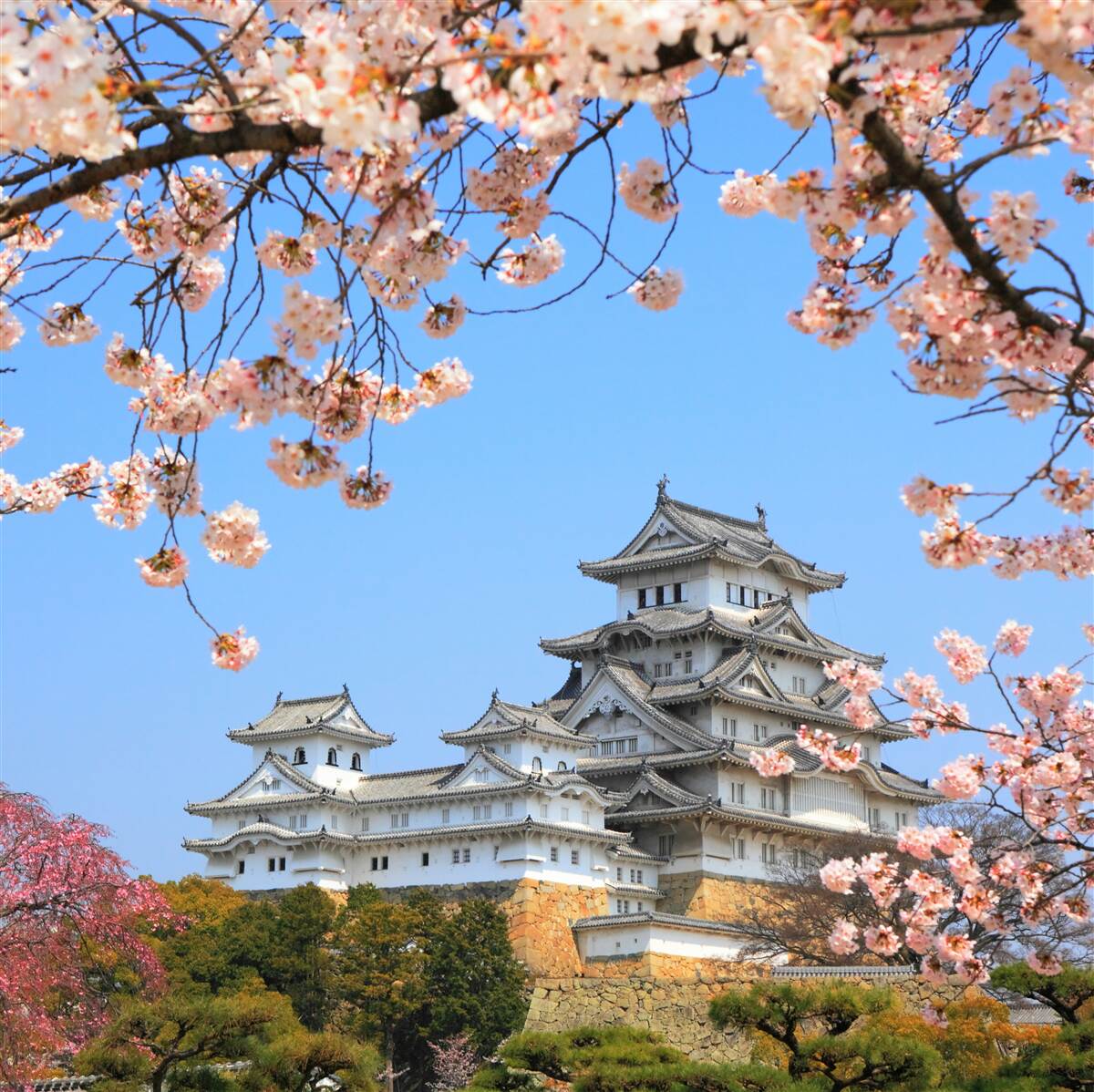 Fototapeten Der alte japanische Tempel, umgeben von Sakura