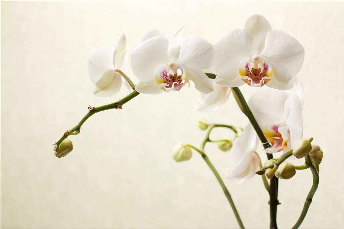 Fototapeten Zweige der weißen Orchidee auf einem hellen Hintergrund