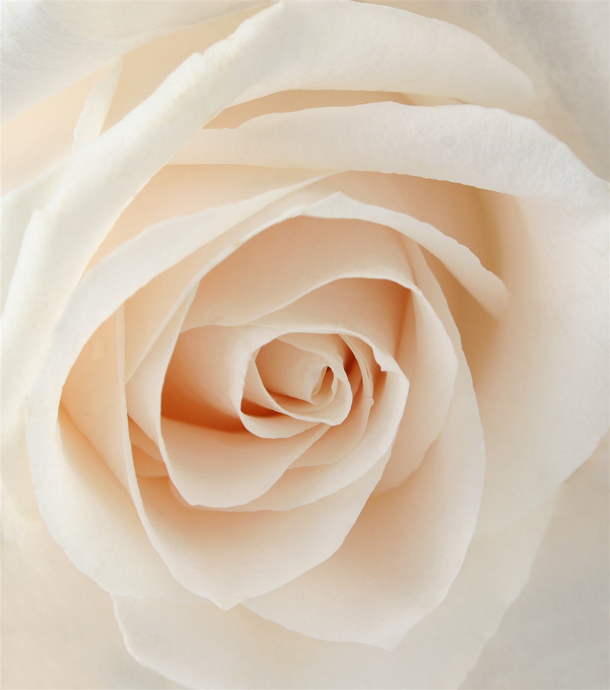 Fototapeten Cremige Rose mit weichen Blütenblättern in voller Pracht