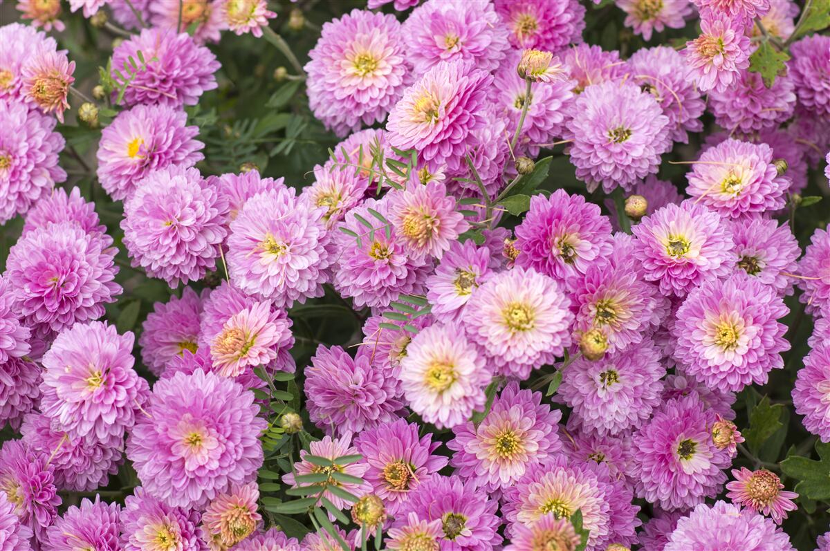 Fototapeten Schöne Gerberas mit hellen, lila Gänseblümchen