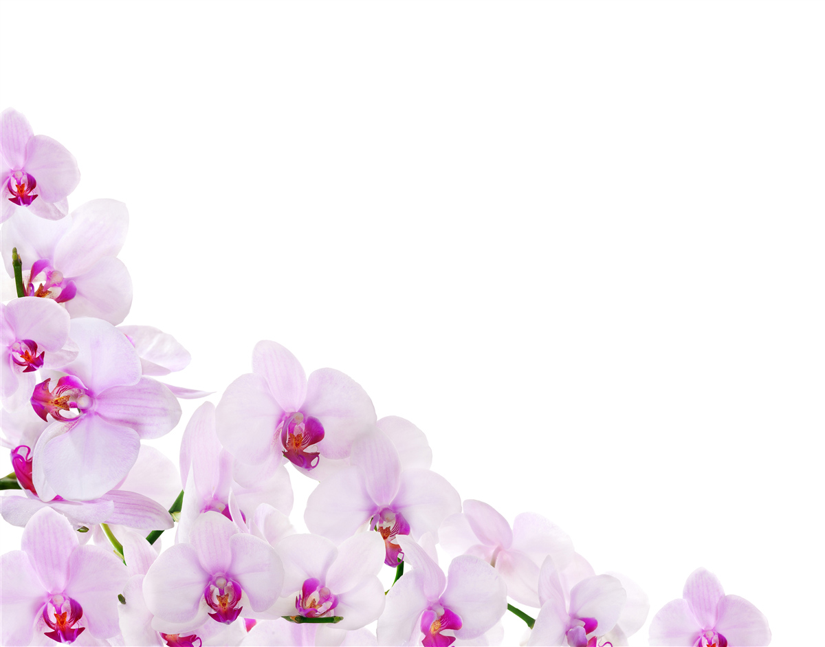 Fototapeten Zweige der glänzenden Orchidee auf hellem Hintergrund