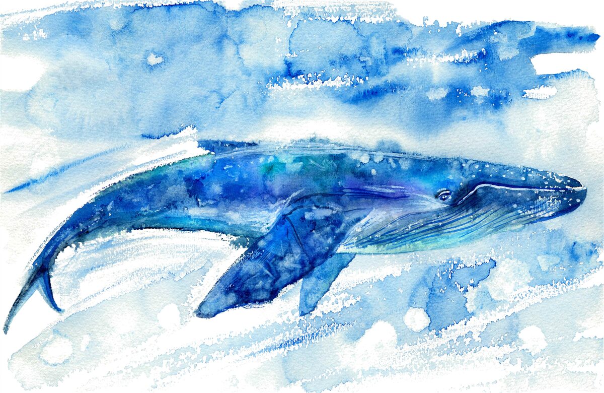 Fototapeten Aquarell mit Blauwalen darstellen