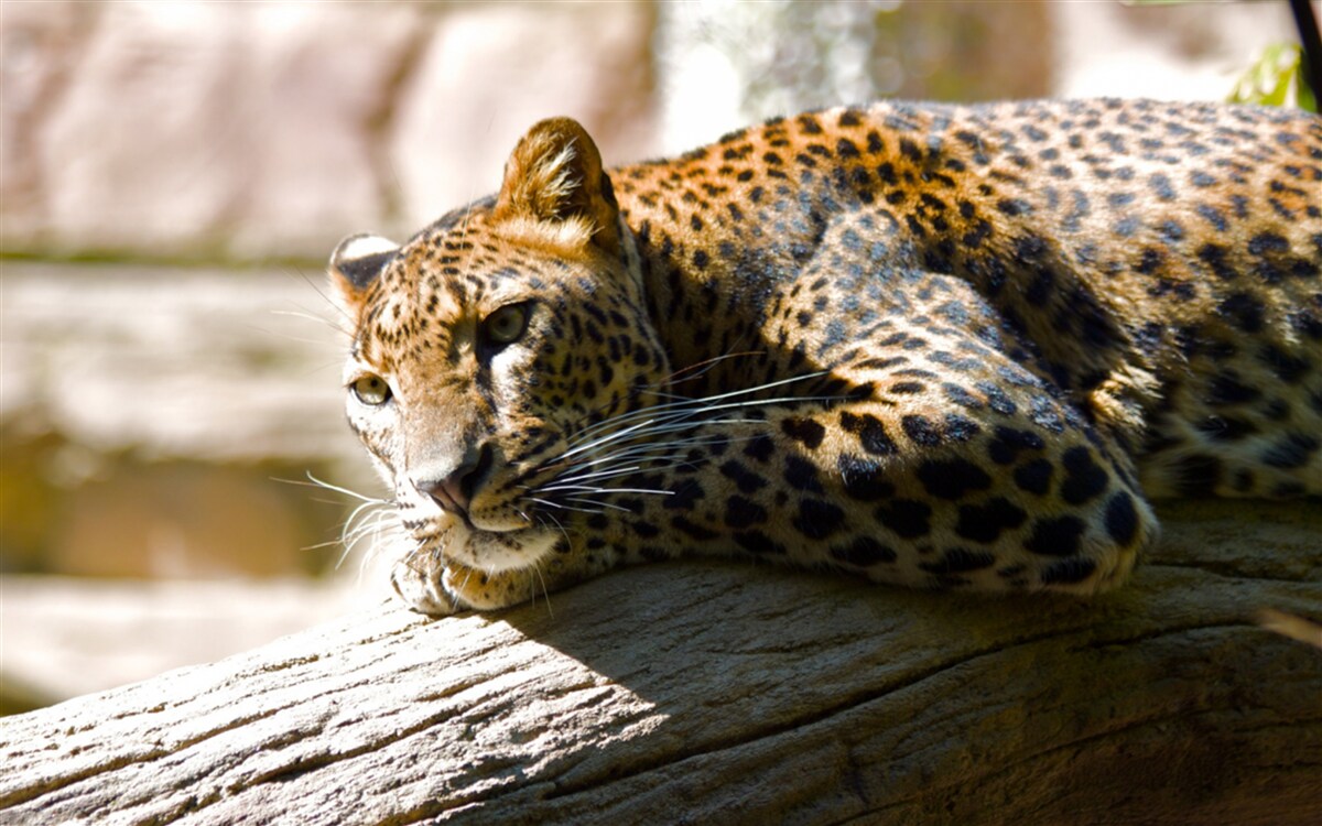 Fototapeten Der Leopard wird in heißer Sonne geheilt