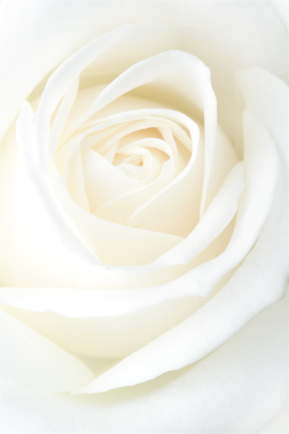Fototapeten Schließen Sie die schneebedeckte Knospe der Rose
