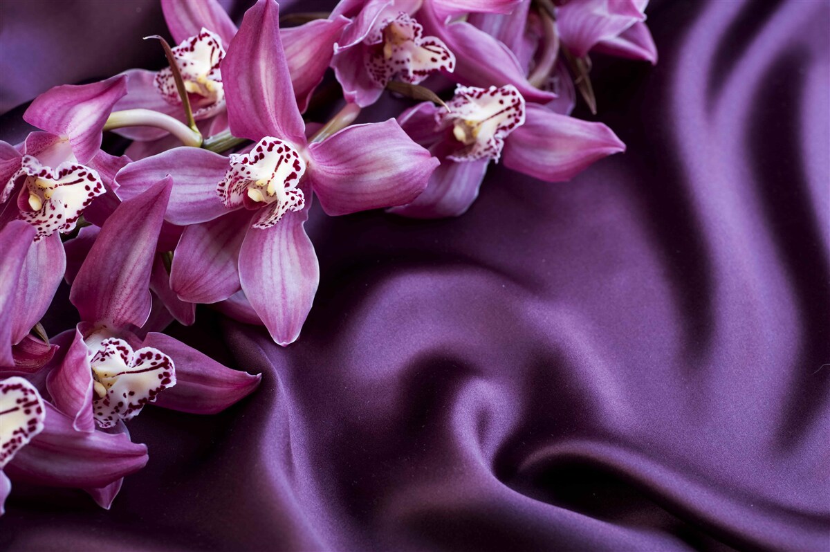 Fototapeten anmutige Blumen von Lavendel auf violette Seide