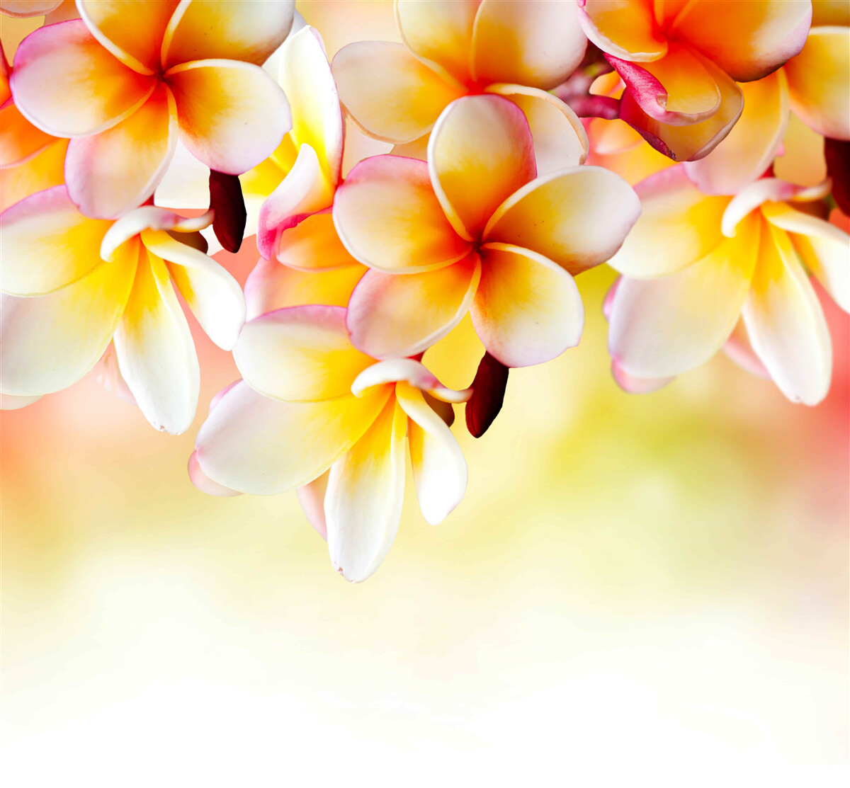 Fototapeten Weißorange Blüten hängen über der Wasseroberfläche