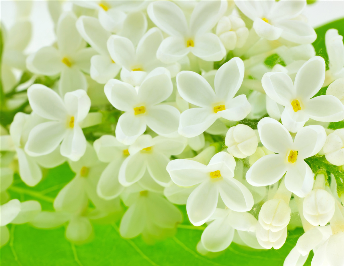 Fototapeten Schnee -weiße Blumen bedecken reichlich den Baum