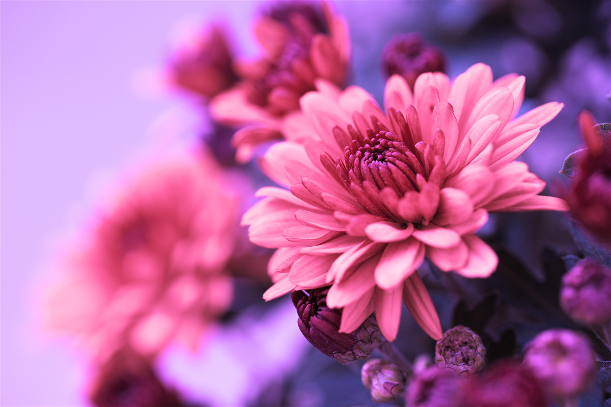 Fototapeten Rosa Astern blühen morgens