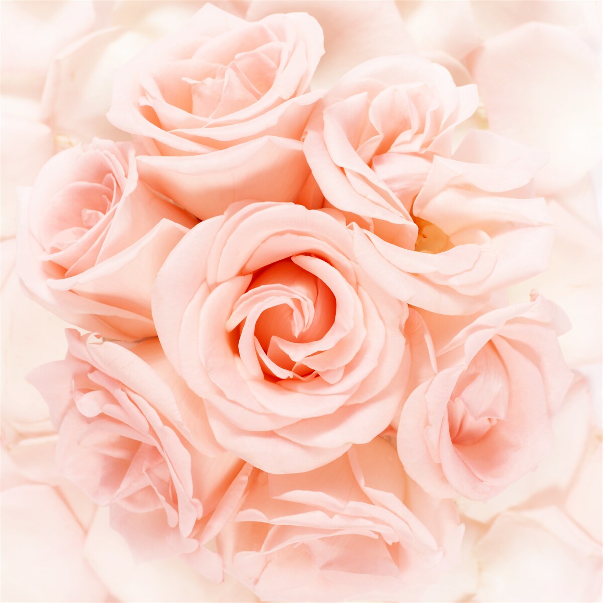 Fototapeten Ein Donut Pfirsich stieg in einem zarten Bouquet auf