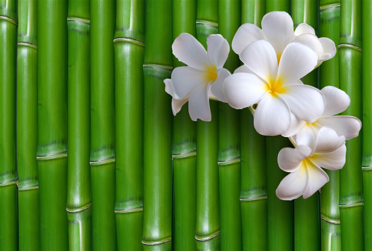 Fototapeten Helle Blumen auf einem hochgrünen Bambus