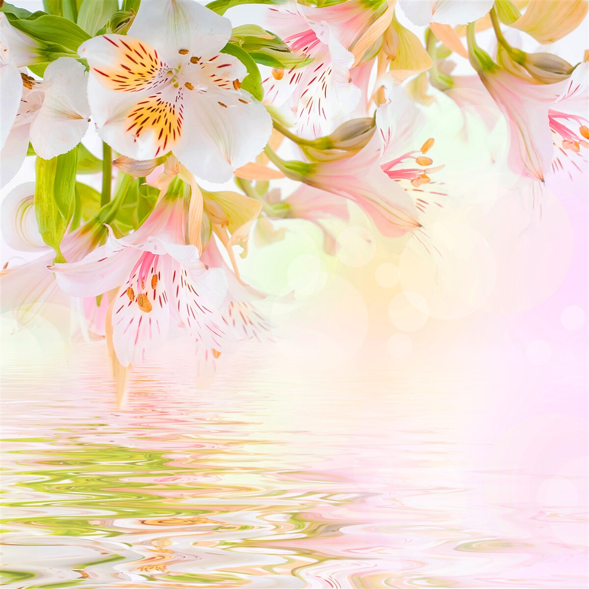 Fototapeten Zarte Blüten in Weiß- und Rosa -Schatten neigen zum Wasser neigen zu Wasser