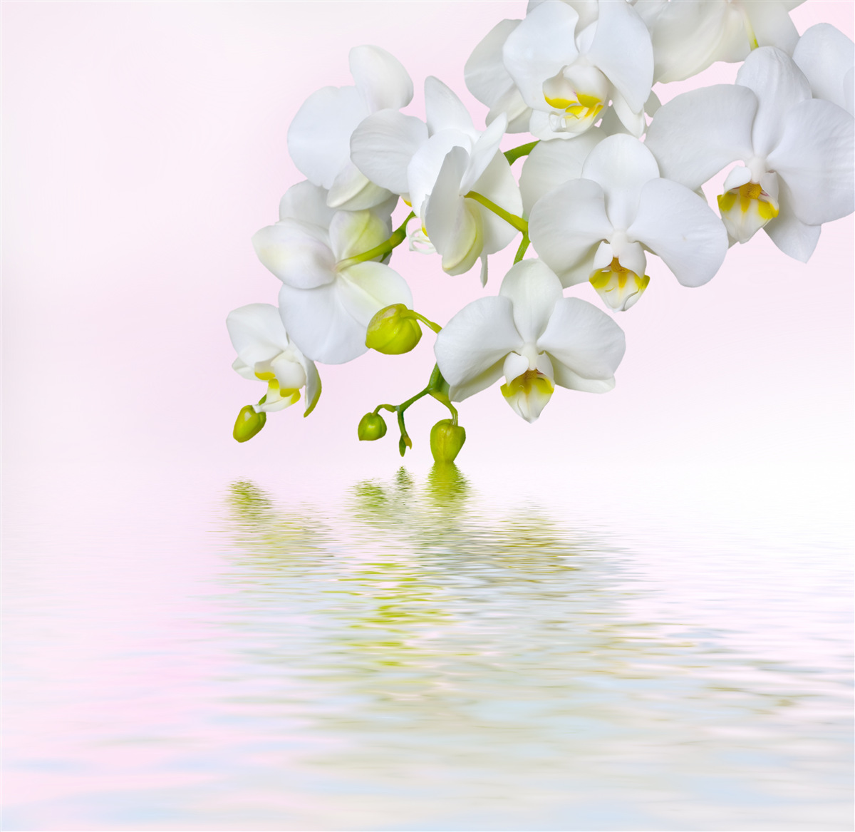 Fototapeten Weiße Orchidee mit blühenden Blumen und Knospen in der Nähe von Wasser