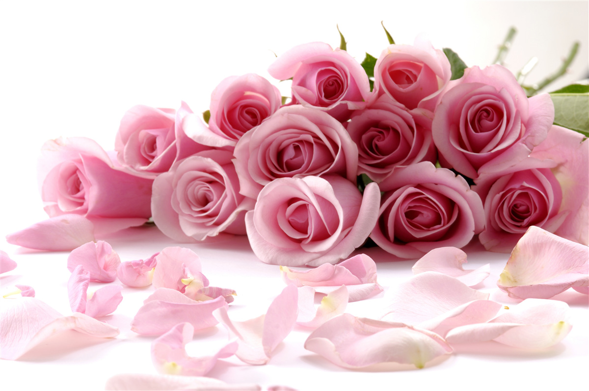 Fototapeten Zarte rosa Rosen mit Blütenblättern in der Nähe der Wasseroberfläche
