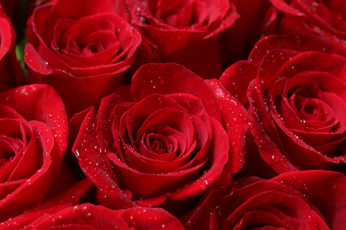 Fototapeten Rosenknospen mit einem reichen scharlachroten Farbton