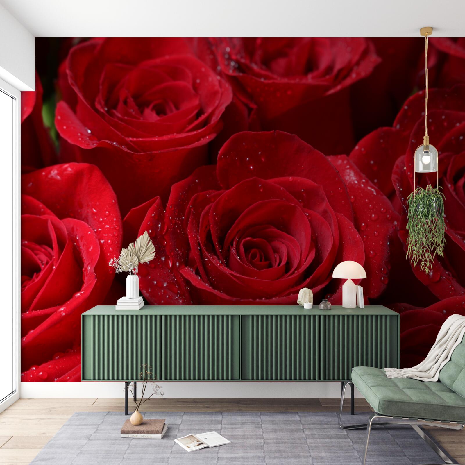 Fototapeten Rosenknospen mit einem reichen scharlachroten Farbton
