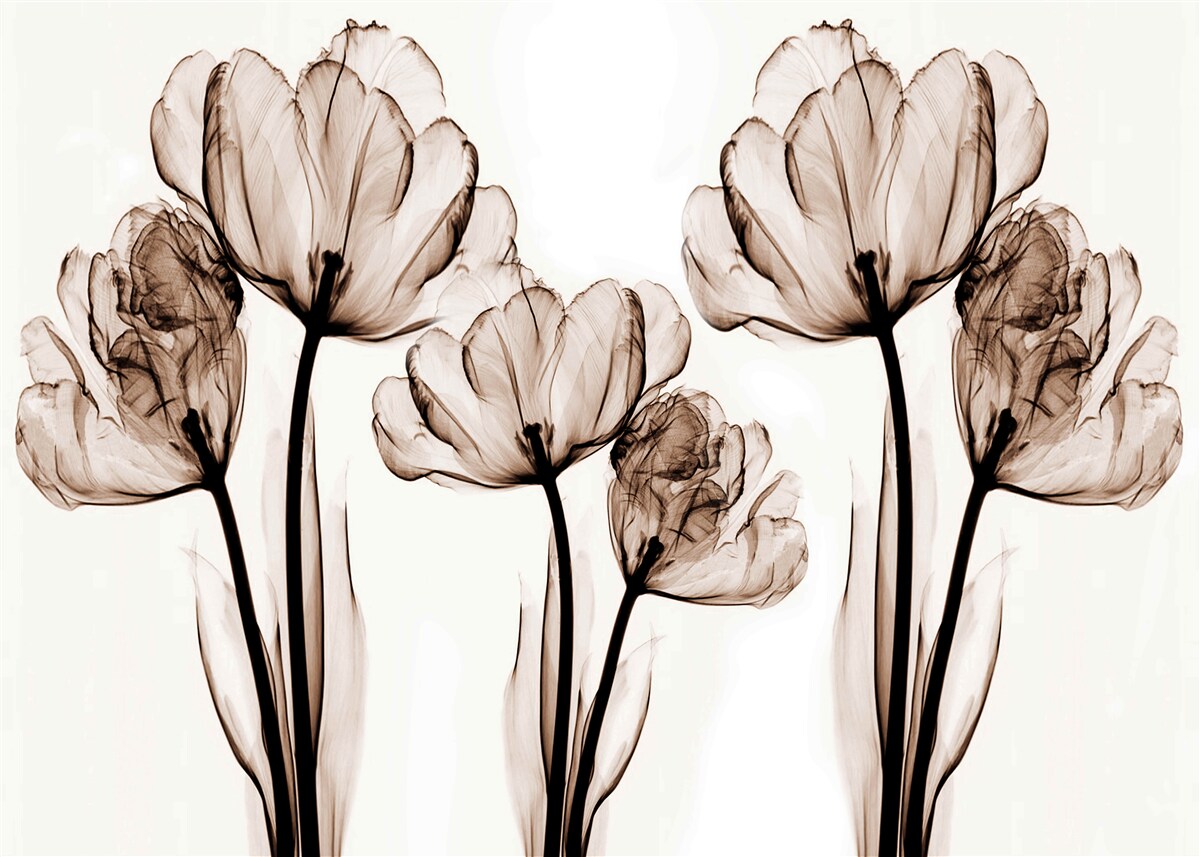 Fototapeten Zarte und anmutige Blumen mit transparenten Knospen