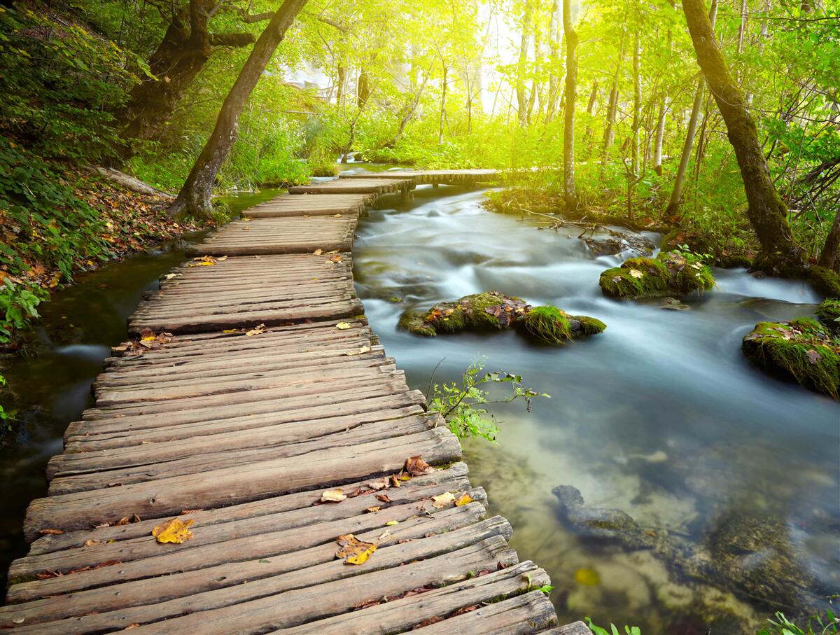 Fototapeten Holzweg in der Nähe des Flusses in einem sonnigen Wald