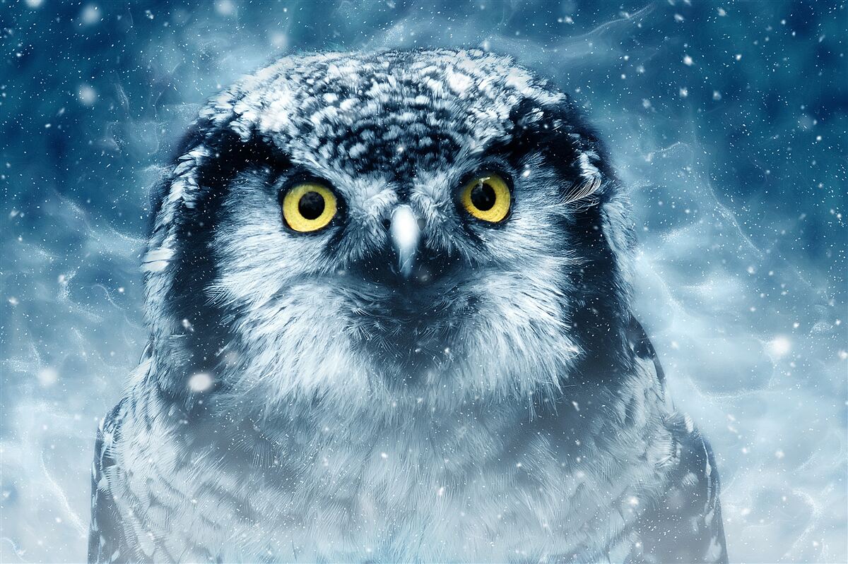 Fototapeten Im Winter eine große Eule mit goldenen Augen