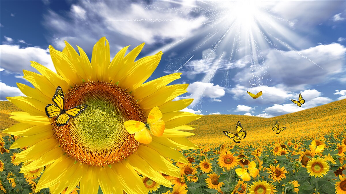 Fototapeten Goldene Schmetterlinge schweben am blauen Himmel über dem Sonnenblumenfeld