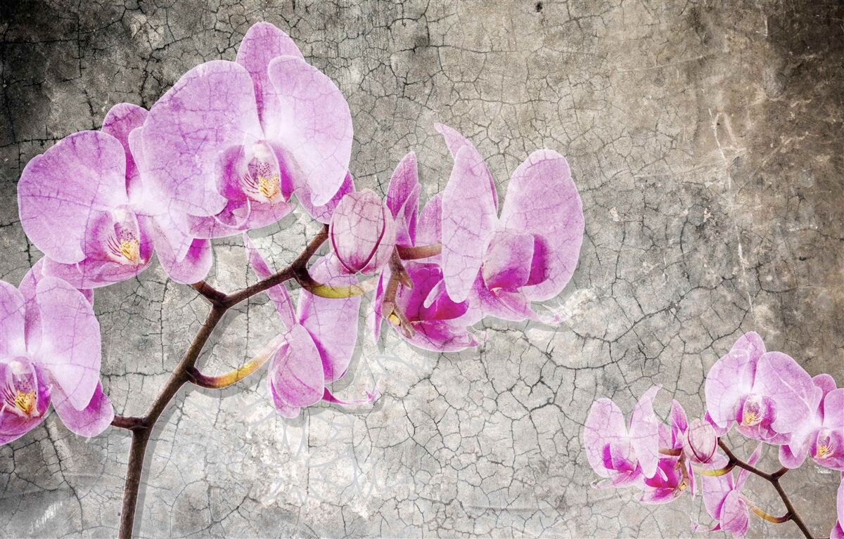 Fototapeten Zweige von Flila Orchidee auf grauem Hintergrund