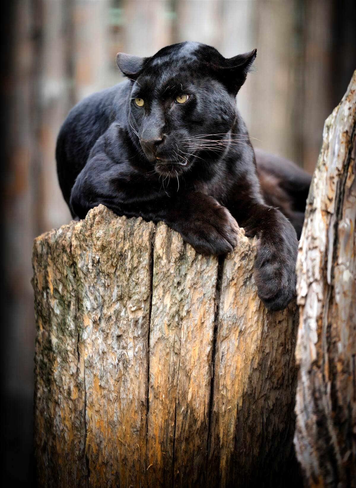 Fototapeten Ein schwarzer Leopard sitzt auf dem Baum