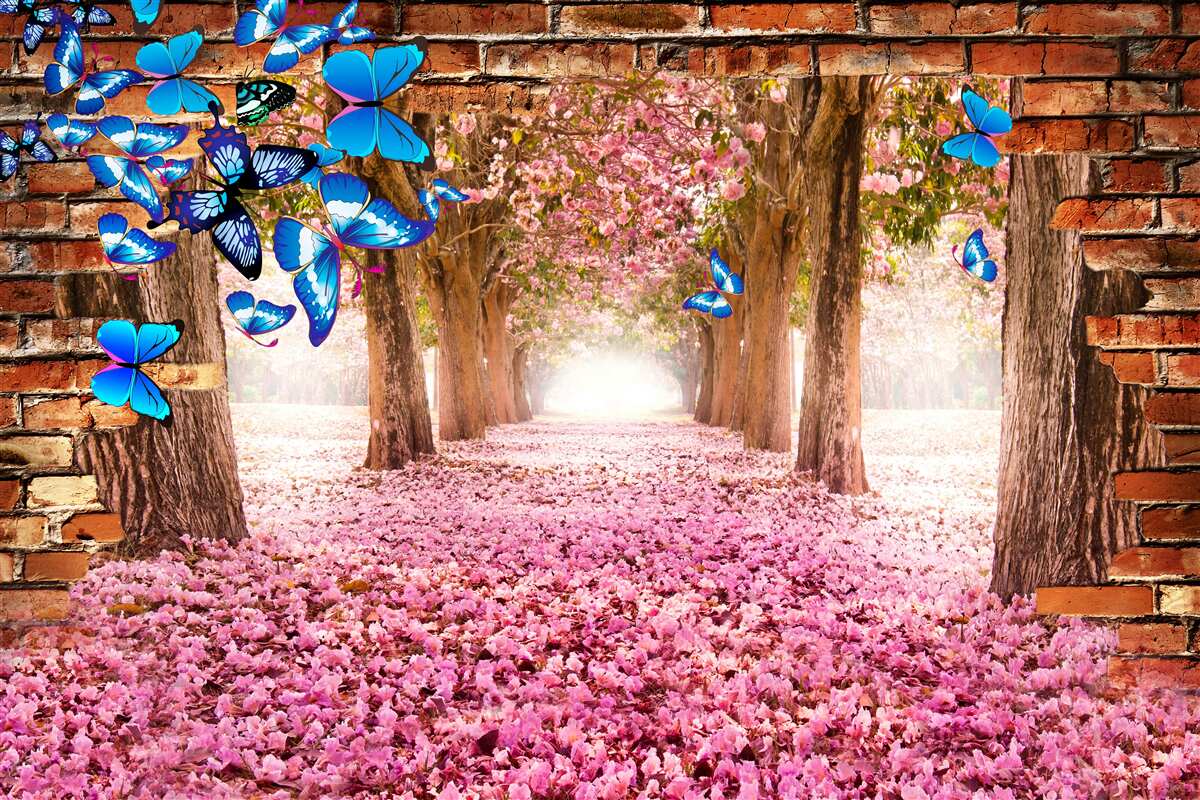Fototapeten Sakura zieht Schmetterlinge mit seinen Blumen an