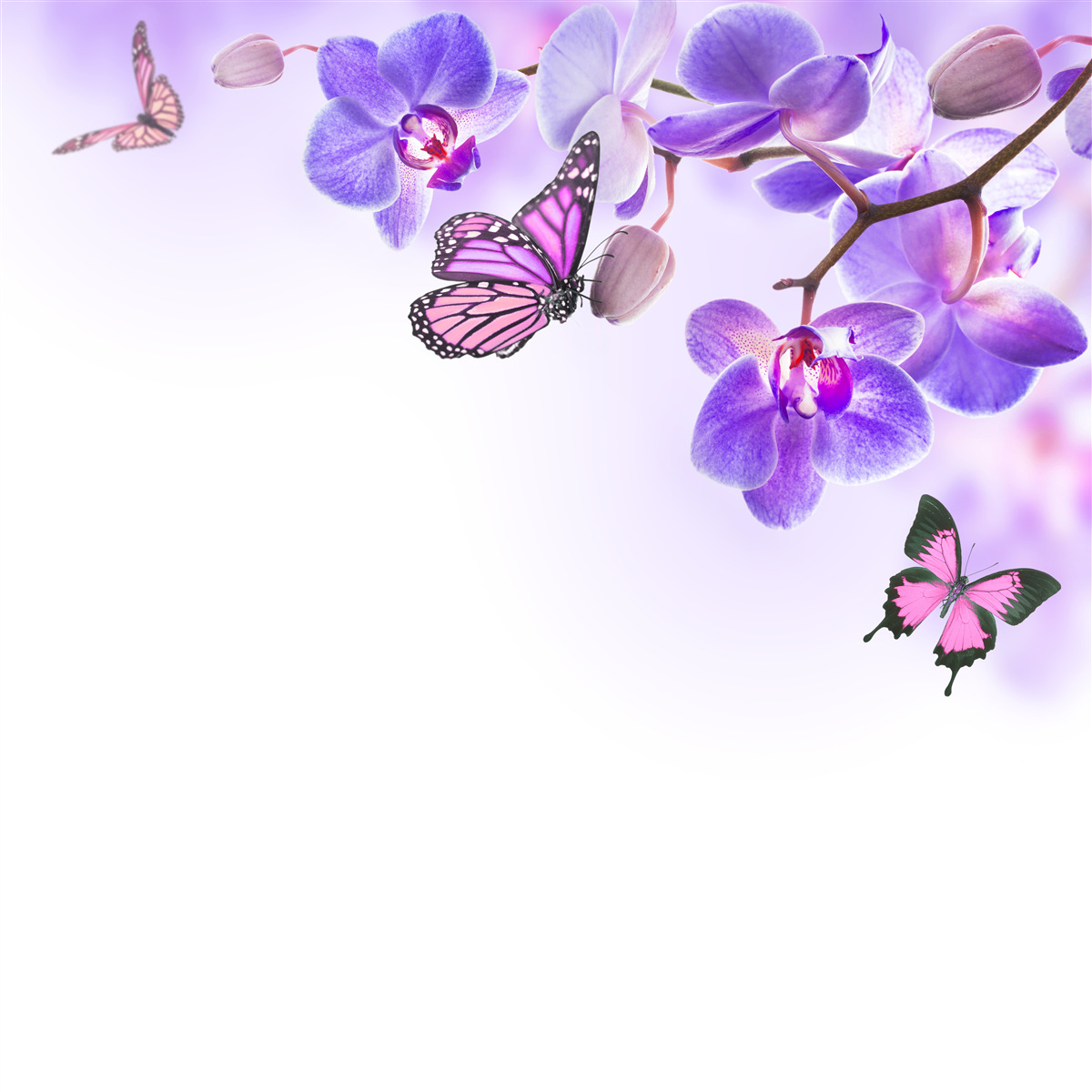 Fototapeten Schmetterlinge schweben über Orchideen mit lilablauen Blütenblättern