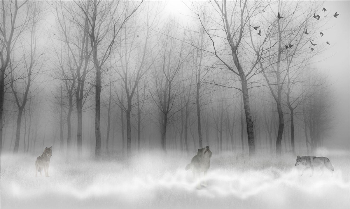 Fototapeten Wintertag im Wald, in Nebel ausgehüllt