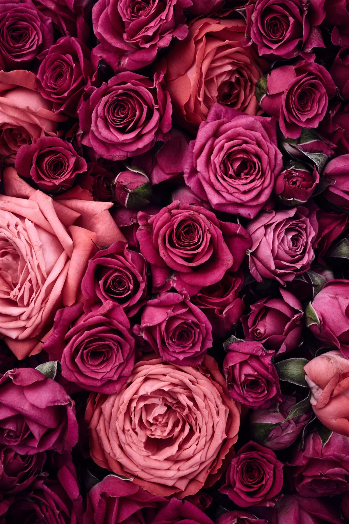 Fototapeten Schöne Rosen aus der Nähe