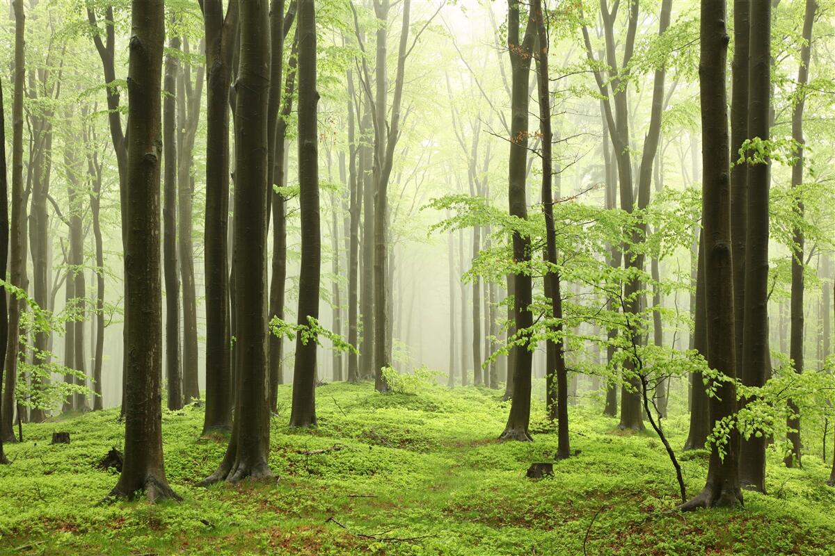Fototapeten Bäume in einem dichten Wald