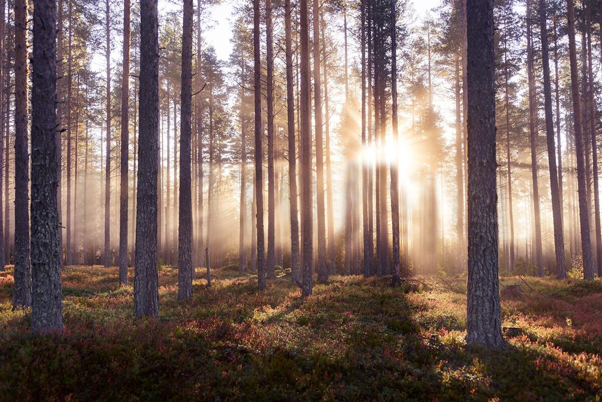 Fototapeten Morgen im Wald