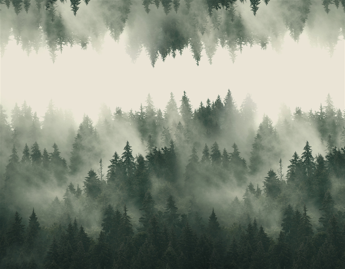 Fototapeten Ein nebliger Wald mit dichter Vegetation