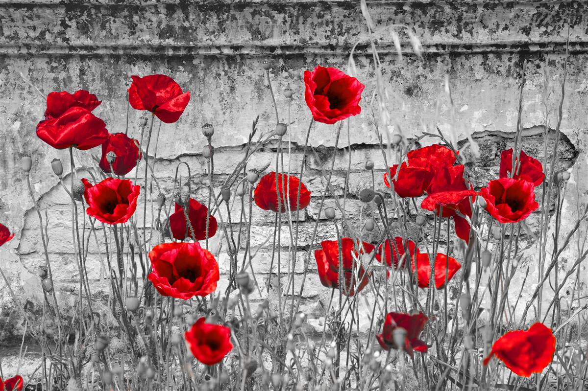 Fototapeten Crimson Poppies auf grauem Hintergrund