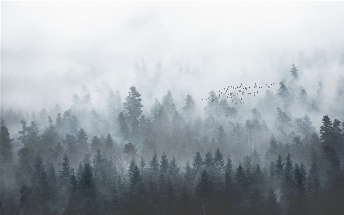 Fototapeten Wald bedeckt mit Nebel